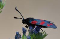 Zygaena filipendulae