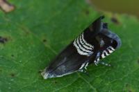 Grapholita compositella