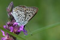 Lycaena tityrus