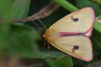 Diacrisia sannio