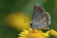 Aricia agestis