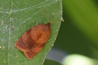 Clepsis consimilana