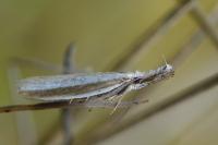 Pleurota aristella