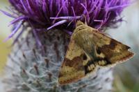 Heliothis viriplaca