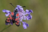 Zygaena carniolica