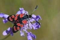 Zygaena carniolica
