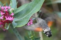Macroglossum stellatarum