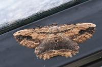 Menophra abruptaria