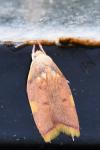 Carcina quercana