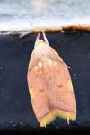 Carcina quercana