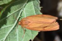 Diacrisia sannio
