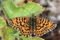 Boloria dia