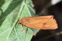 Diacrisia sannio