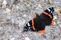 Vanessa atalanta
