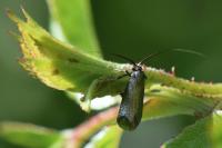 Adela reaumurella