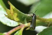 Adela reaumurella