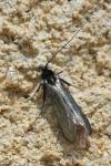 Adela reaumurella