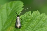 Adela reaumurella