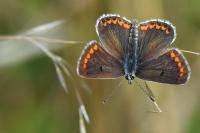 Aricia agestis