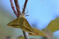 Aspitates gilvaria
