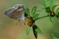 Lampides boeticus