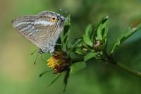 Lampides boeticus