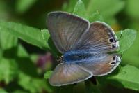 Lampides boeticus