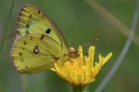 Colias alfacariensis