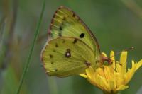 Colias alfacariensis
