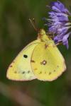 Colias alfacariensis
