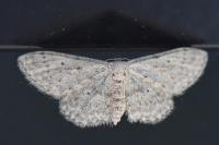 Idaea seriata