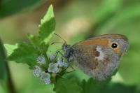 Coenonympha pamphilus