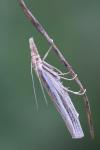 Agriphila tristella