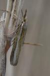 Agriphila tristella