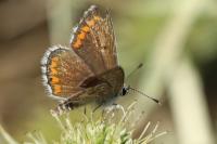 Aricia agestis