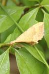 Camptogramma bilineata