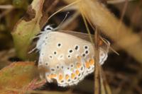 Aricia agestis