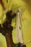 Agriphila inquinatella