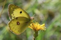 Colias alfacariensis