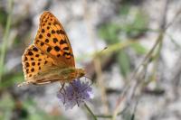 Issoria lathonia