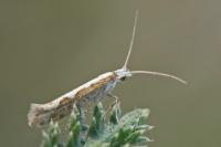 Plutella xylostella