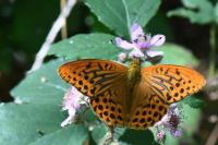 Argynnis paphia