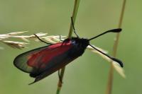 Zygaena minos