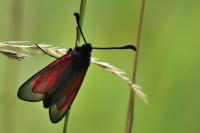 Zygaena minos