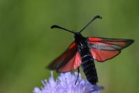 Zygaena minos