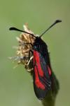 Zygaena minos