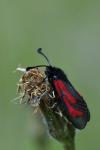 Zygaena minos