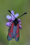 Zygaena minos