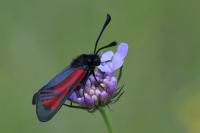 Zygaena minos