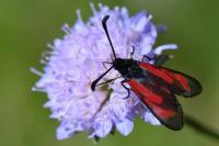 Zygaena minos